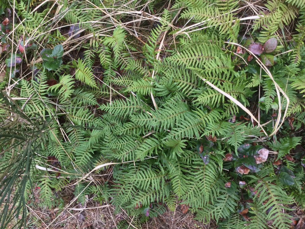 Licorice fern - Polypodium glycyrrhiza