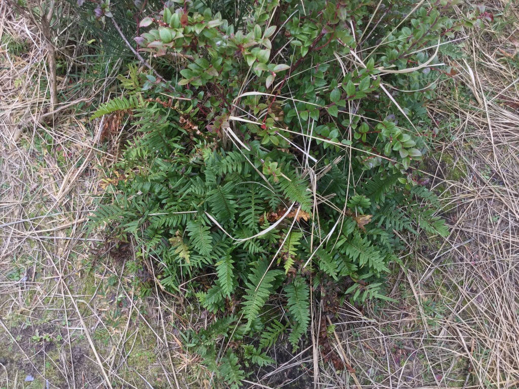 Licorice fern - Polypodium glycyrrhiza