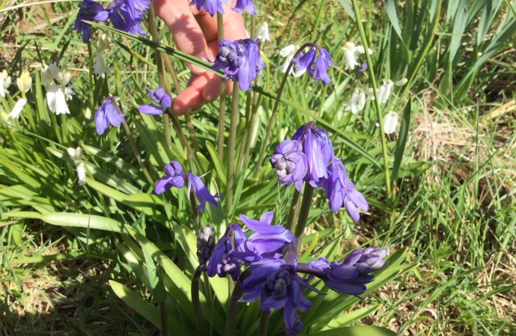 English Bluebells — Hyacinthoides non-scripta
